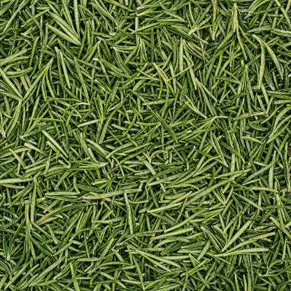 Rosemary