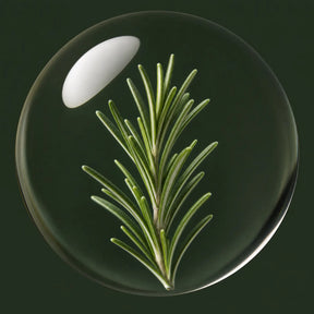 Steam-distilled rosemary leaf oil in a glass orb